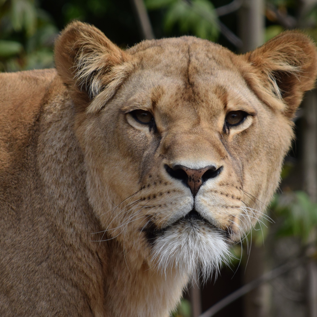 Взгляд большой грозной львицы
