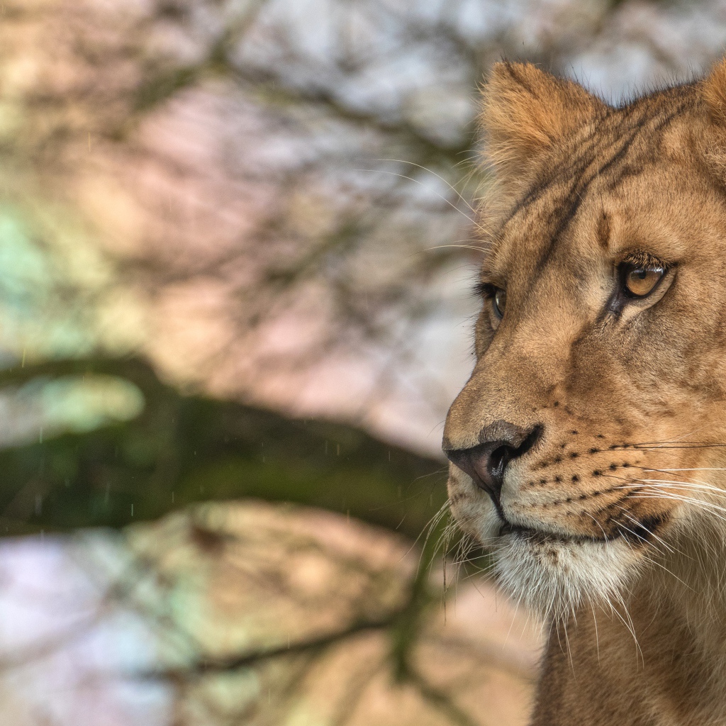 Взгляд  большой серьезной львицы