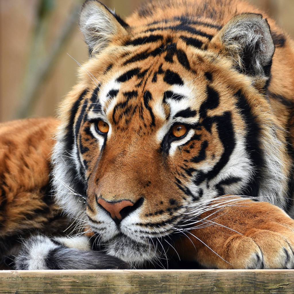 Взгляд большого полосатого тигра