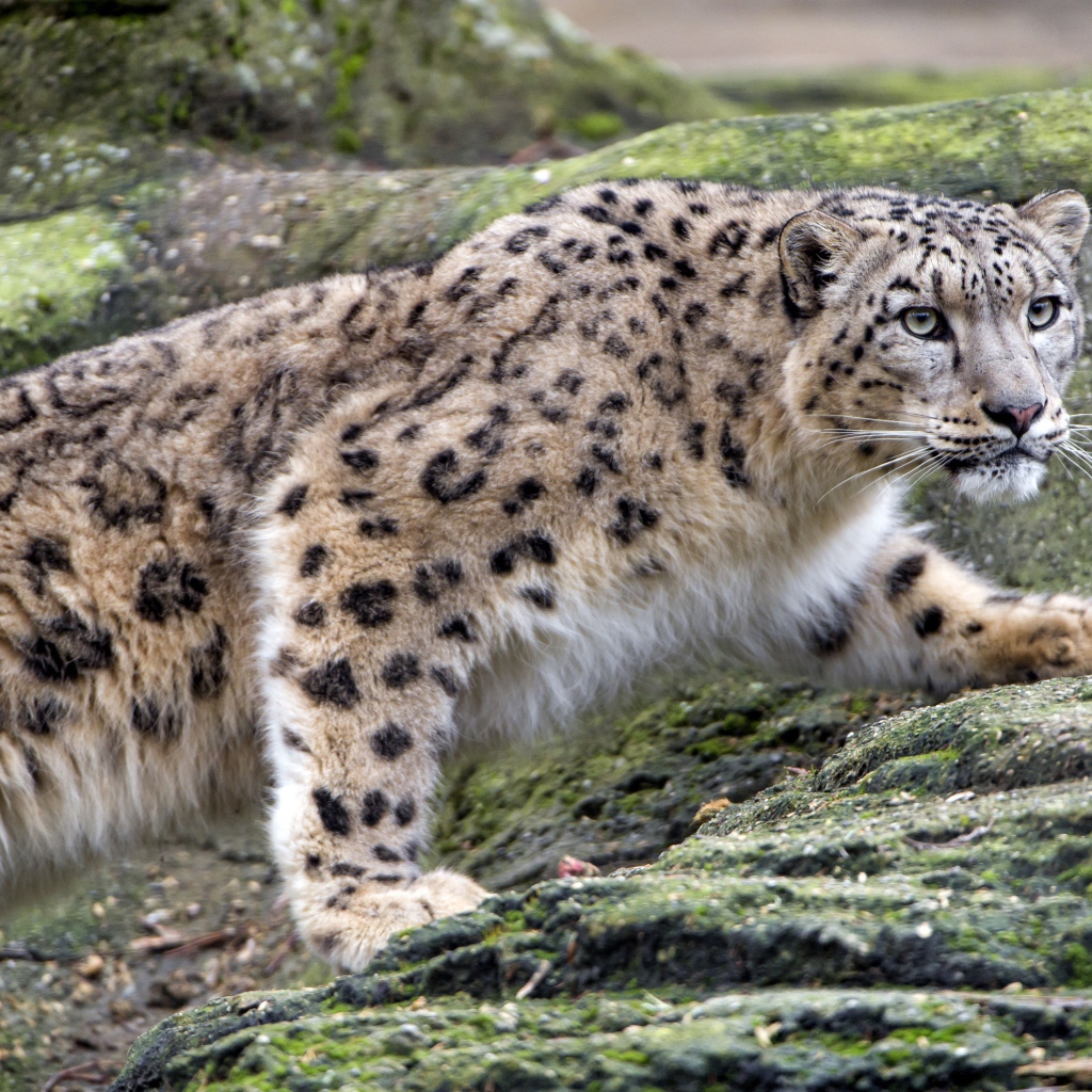 Снежный барс крадется по камням