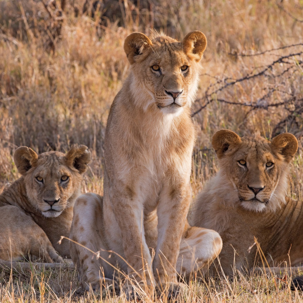 Три львицы сидят на сухой траве