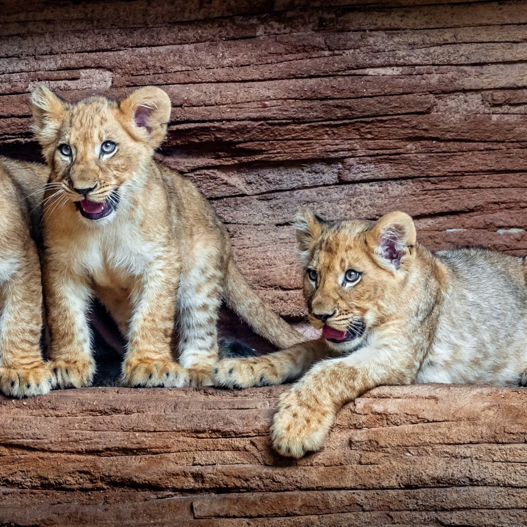 Три маленький львенка в зоопарке