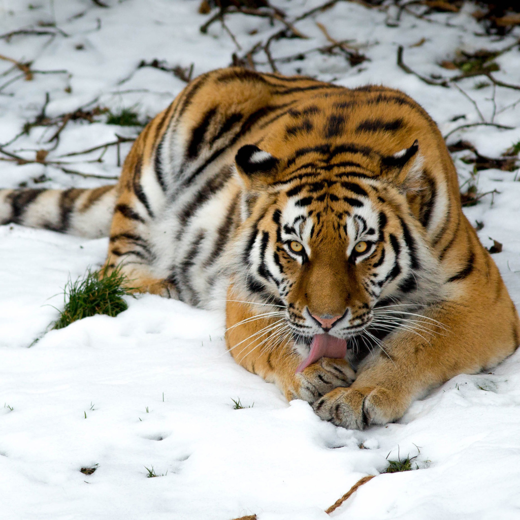 Тигр лижет лапу лежа на снегу