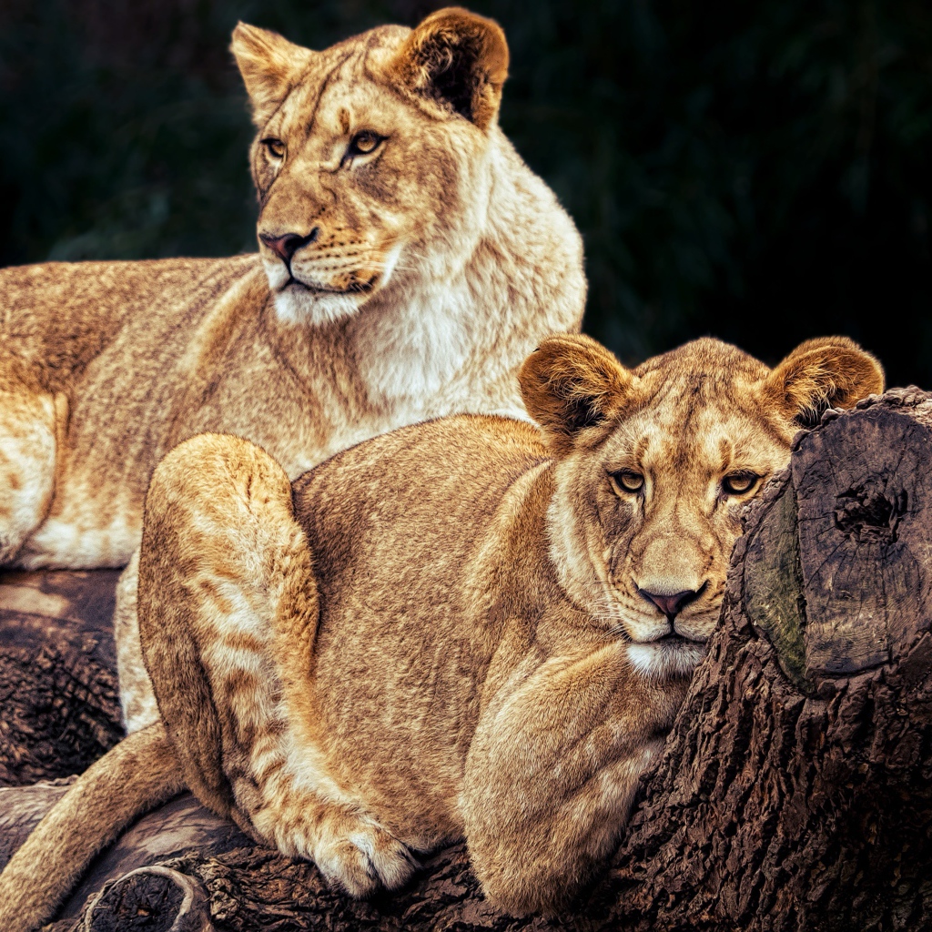 Две большие львицы лежат на дереве