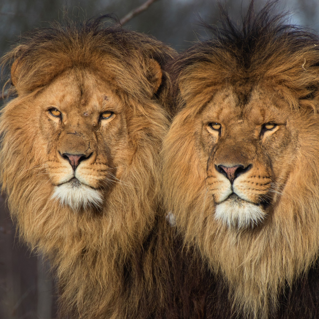 Два больших серьезных льва