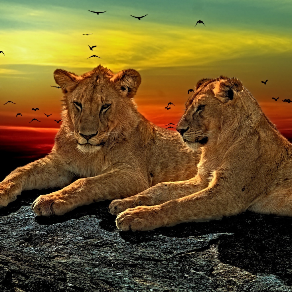 Две львицы лежат на камне на закате солнца
