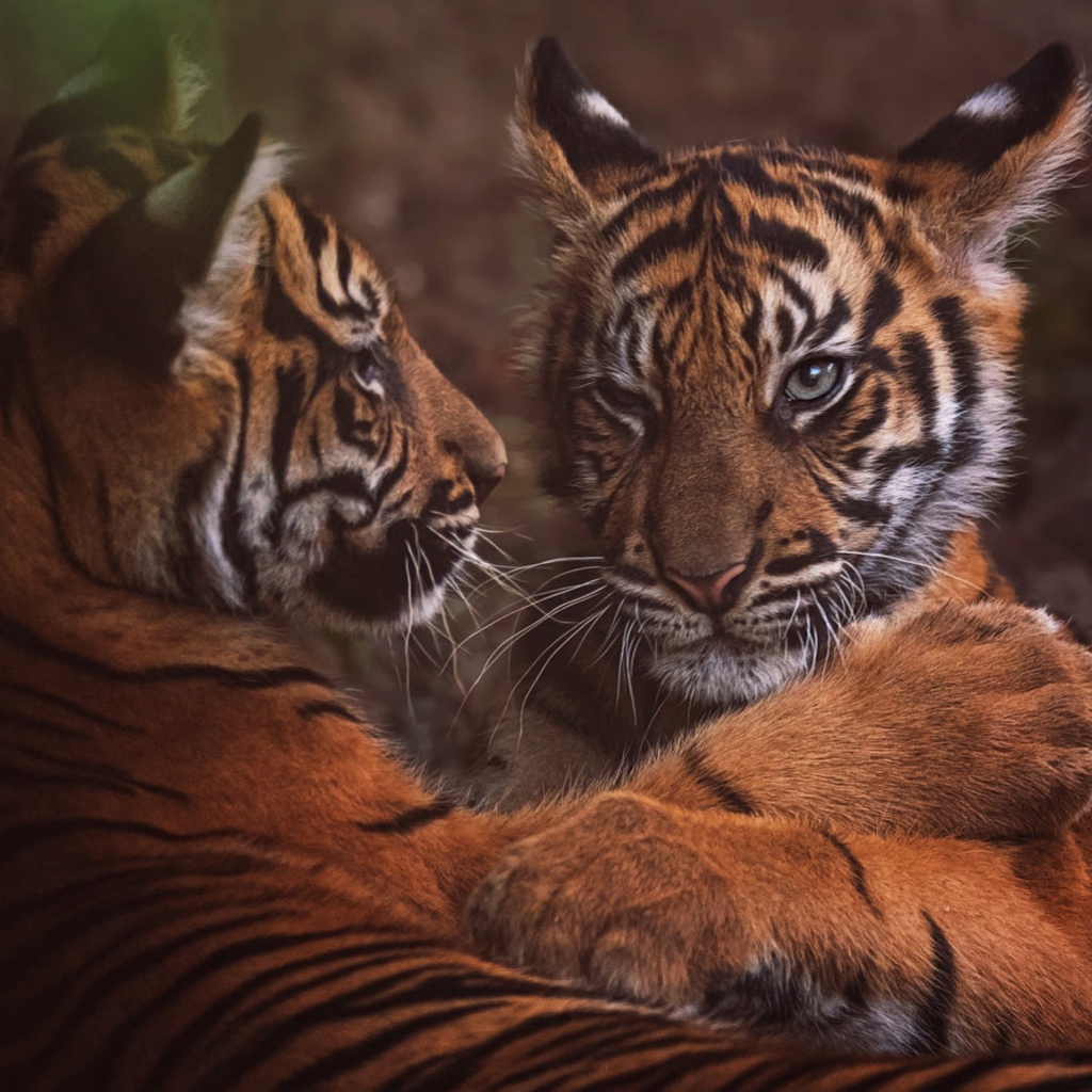 Два маленький тигренка играют