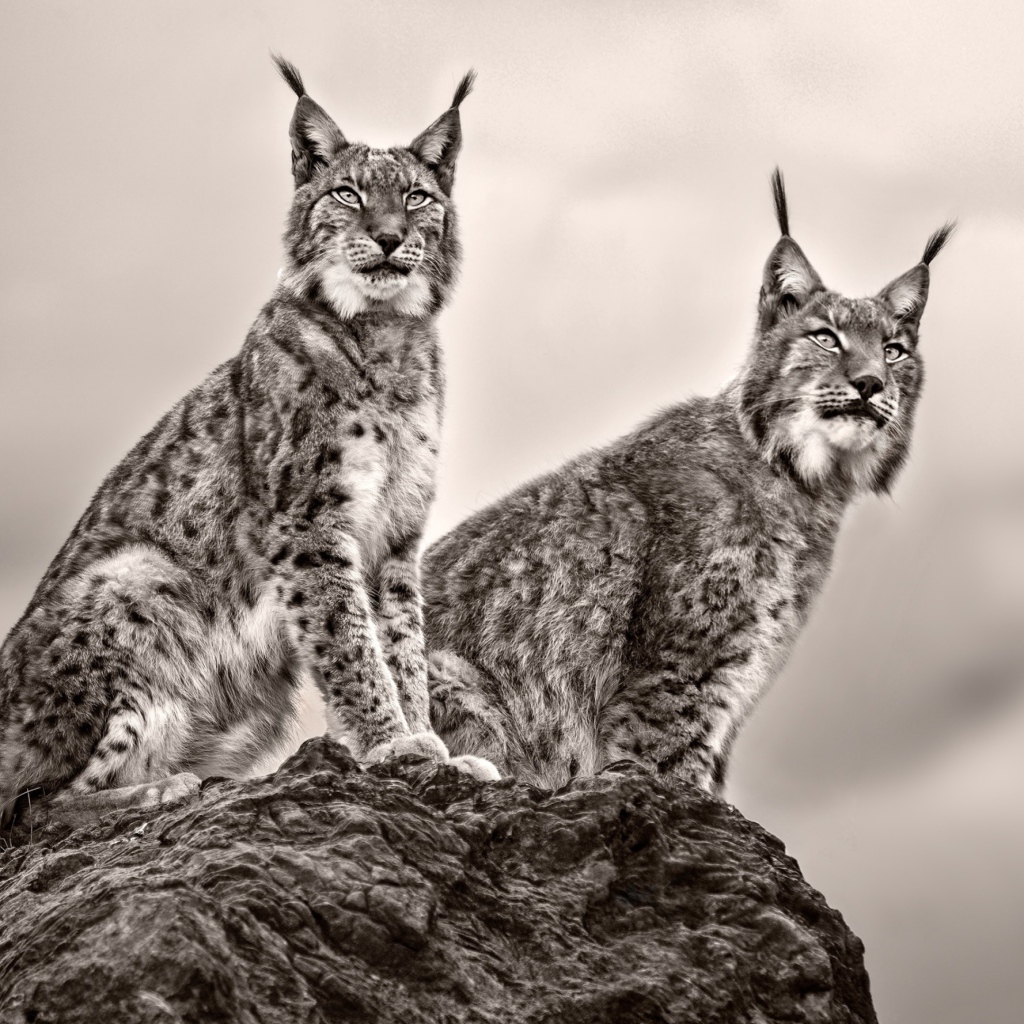 Две рыси сидят на камне