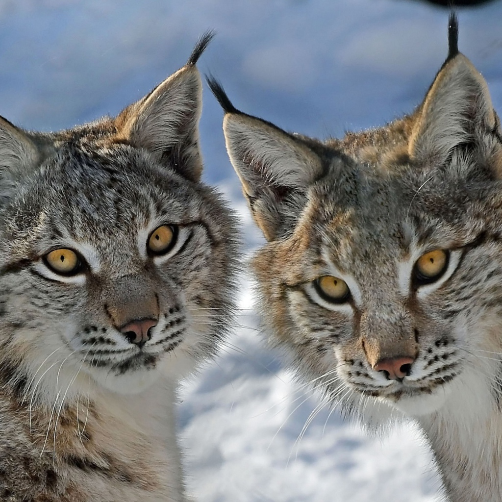 Две рыси зимой крупным планом 