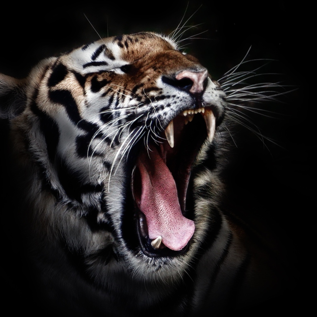 Зевающий тигр на черном фоне