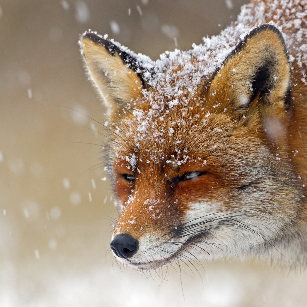 Хитрая лисья морда в снегу