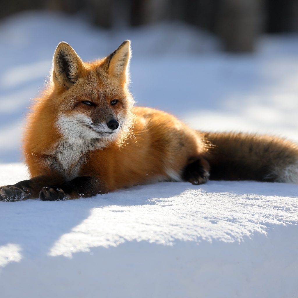 Хитрая рыжая лиса лежит на снегу