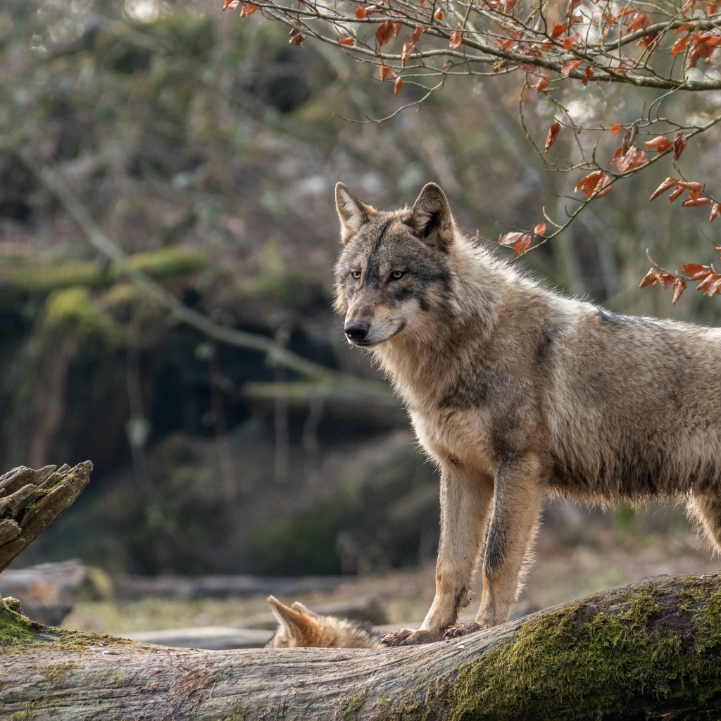 Серая волчица с волчонком стоит на покрытом мхом дереве