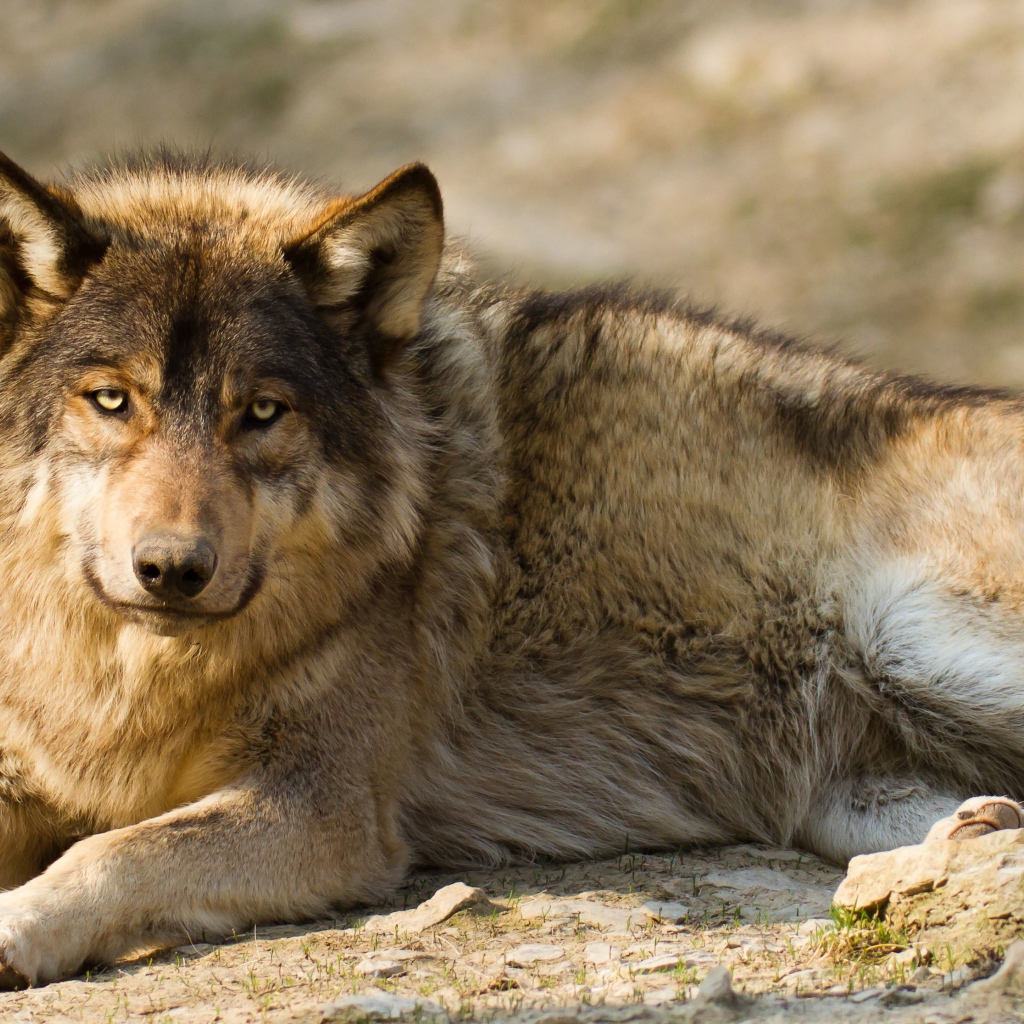 Грустный серый волк лежит на земле