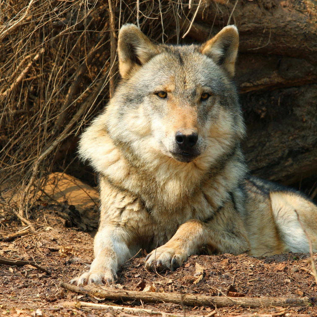 Серьезный серый волк лежит под сухим деревом