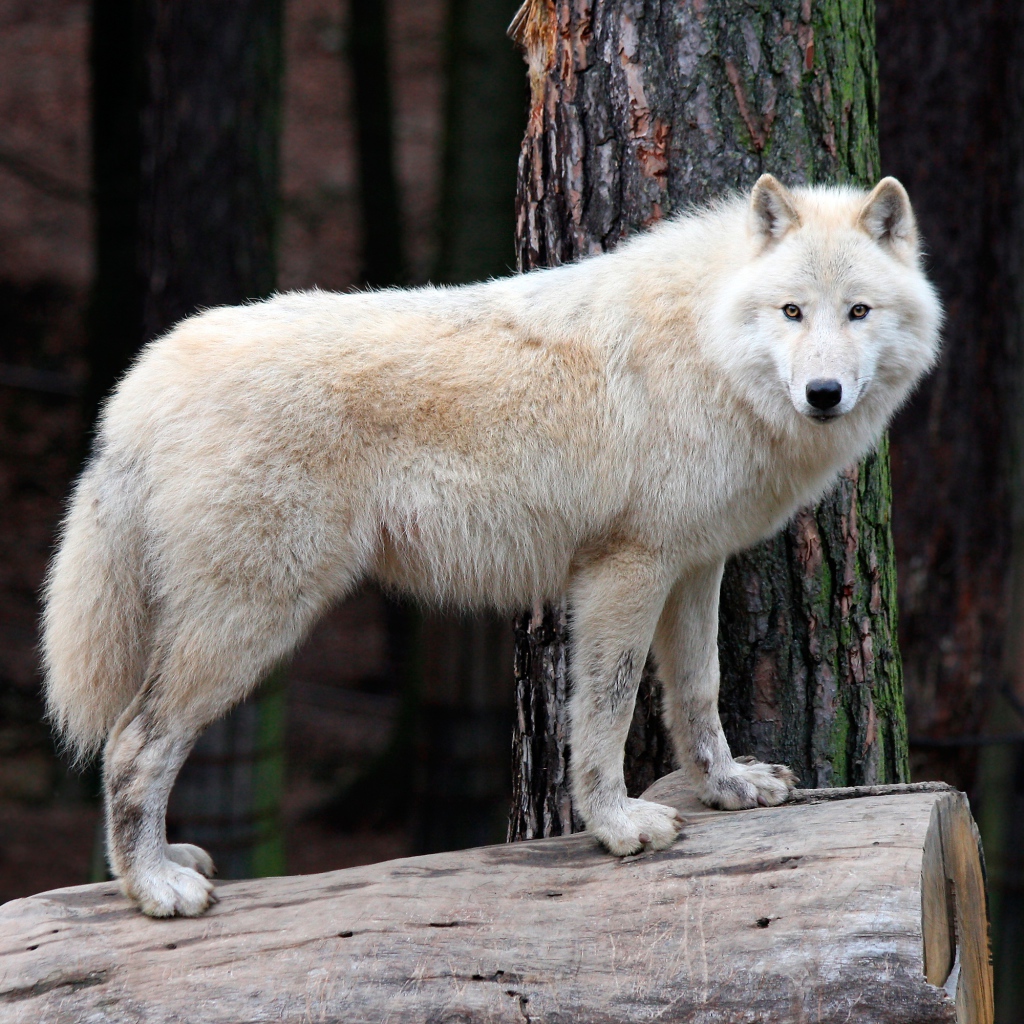 Белый волк стоит на сухом дереве