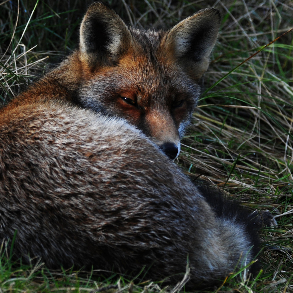 Большая лиса спит в траве