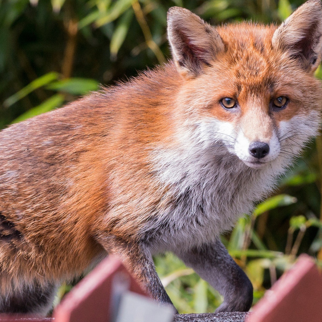 Хитрая хищная рыжая лиса крупным планом