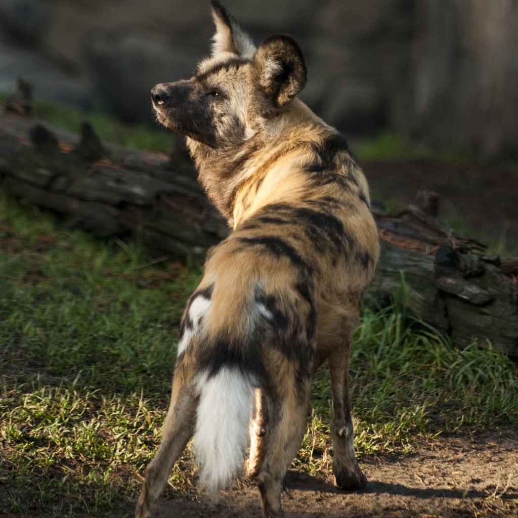 Гиена у сухого дерева 