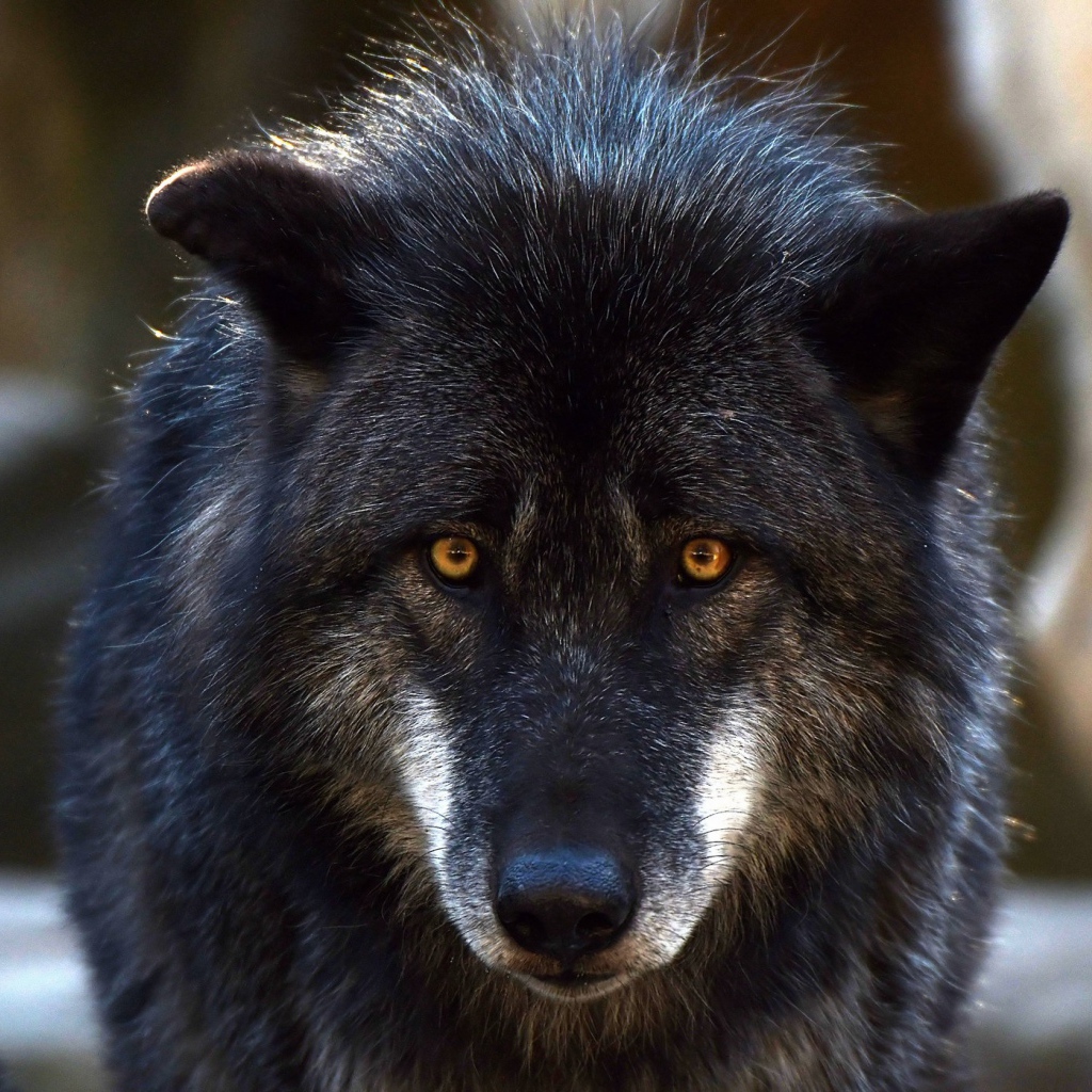 Большой черный волк с желтыми глазами 