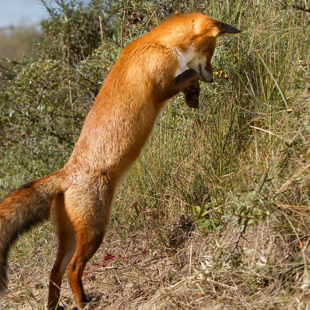 Рыжая лиса охотится в траве