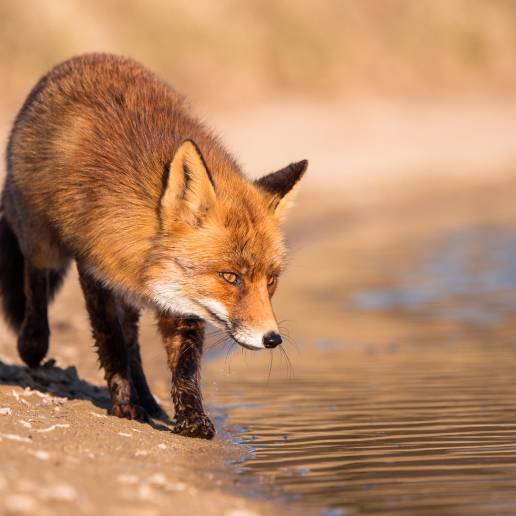 Рыжая лиса у воды