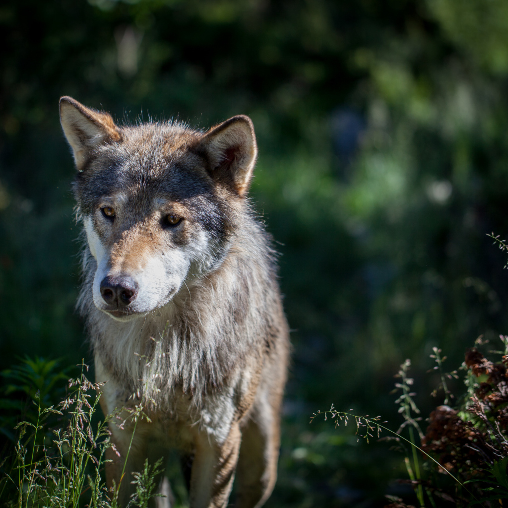 Грустный серый волк в траве