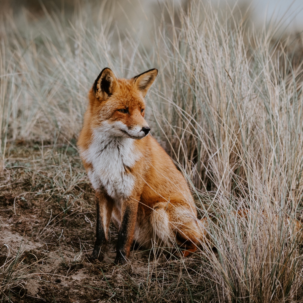 Грустная рыжая лиса сидит в траве