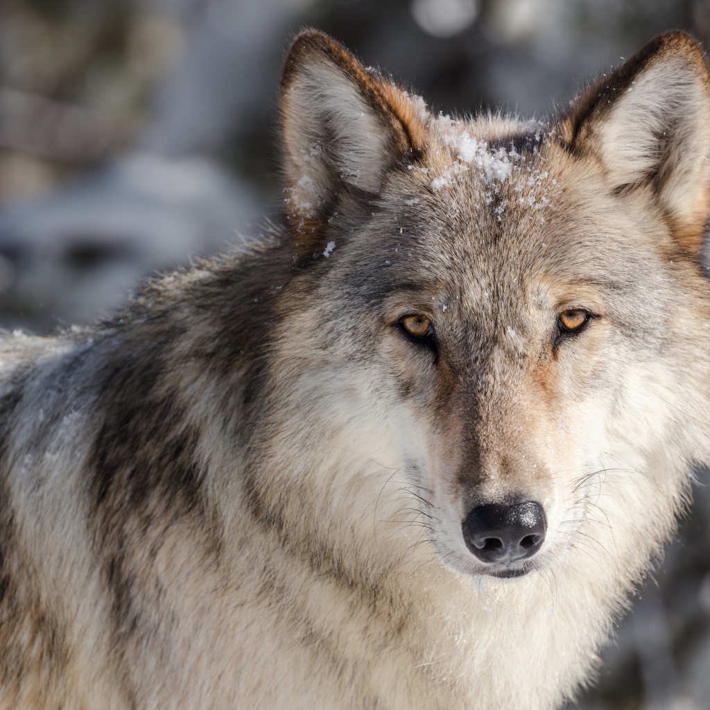 Серьезный взгляд серого волка в снегу зимой