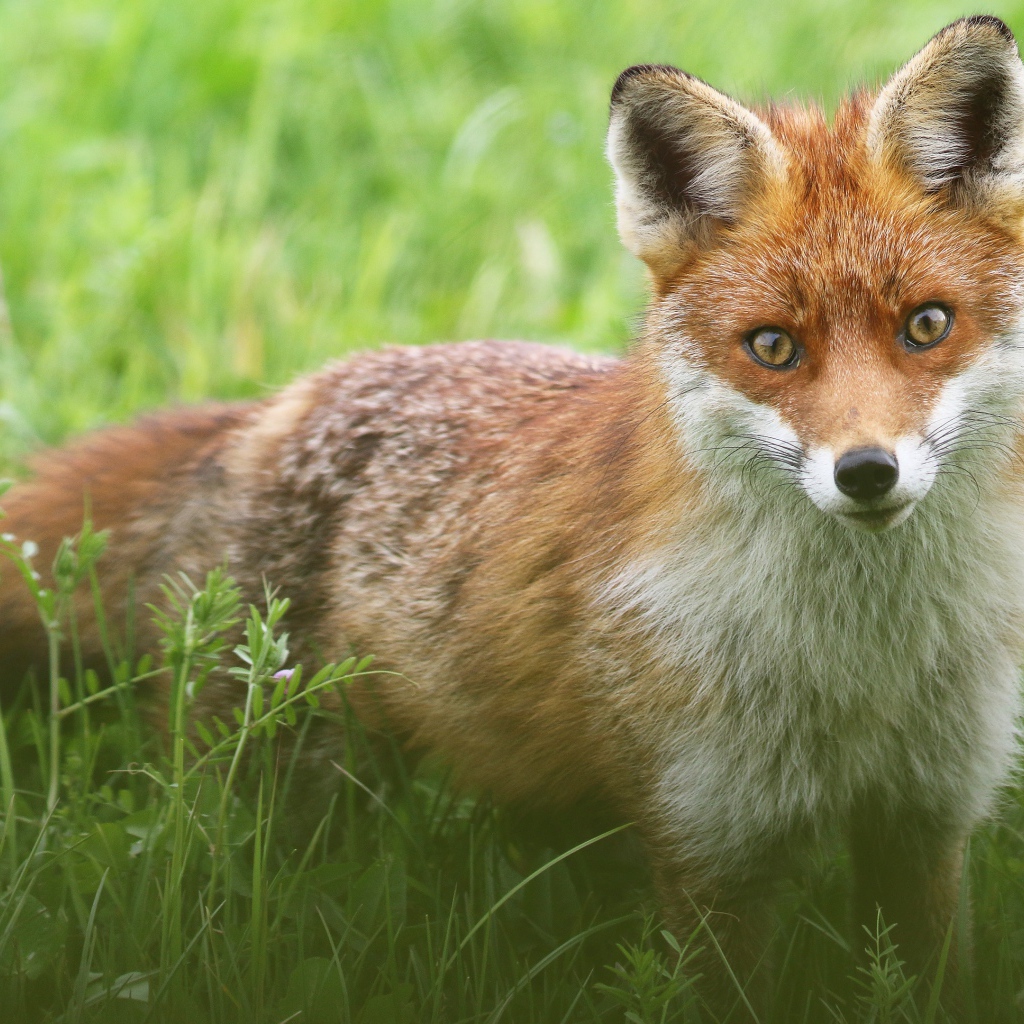 Хитрая лиса стоит в зеленой траве 