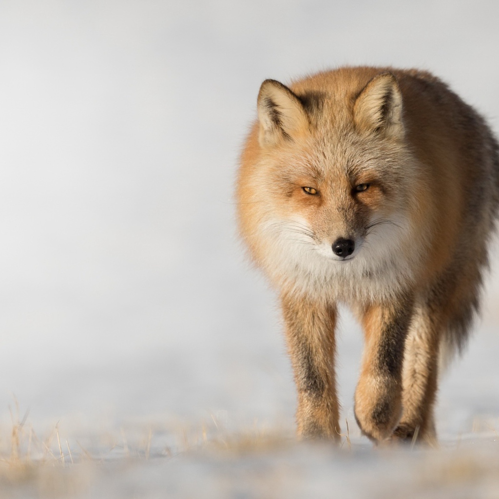 Хитрая рыжая лиса крупным планом