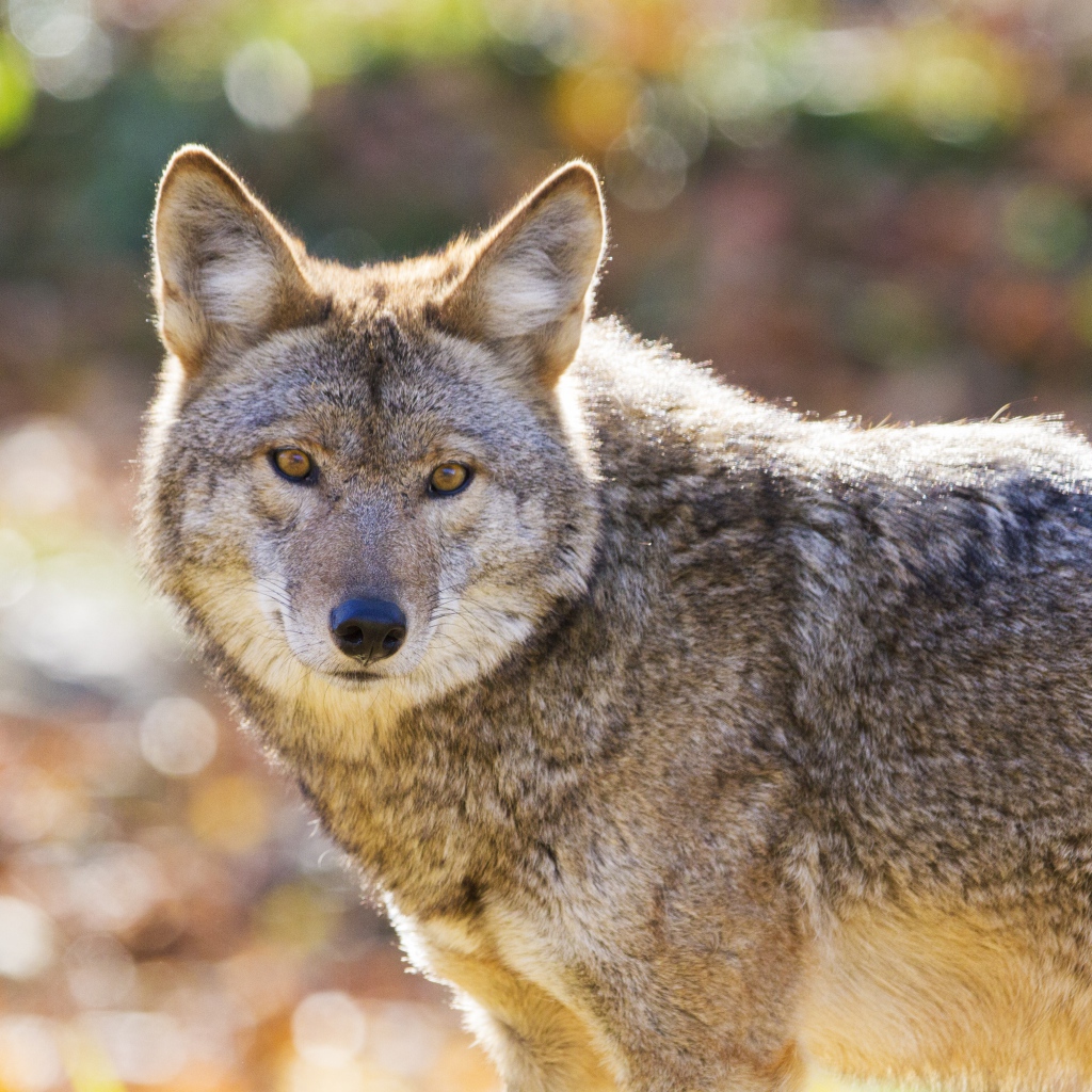 Взгляд большого серого волка 