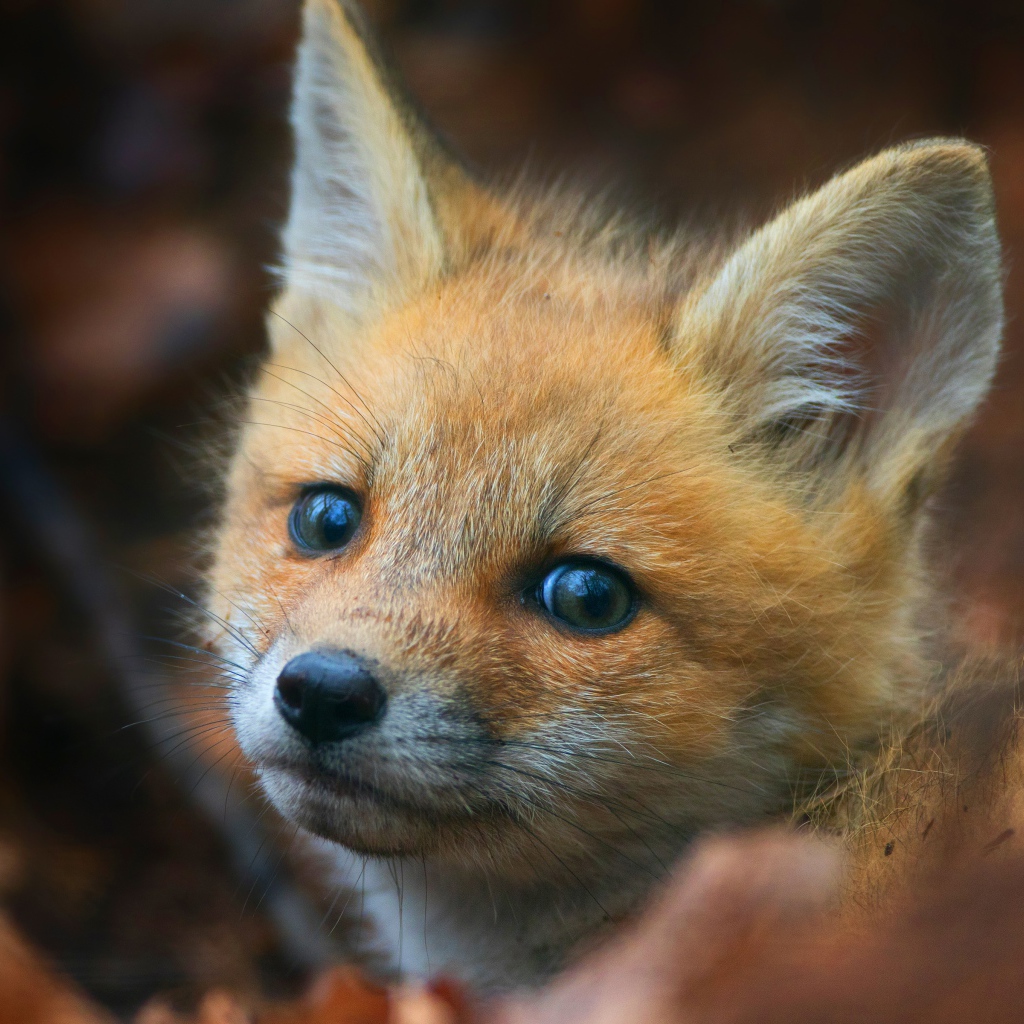 Взгляд маленького испуганного рыжего лисенка