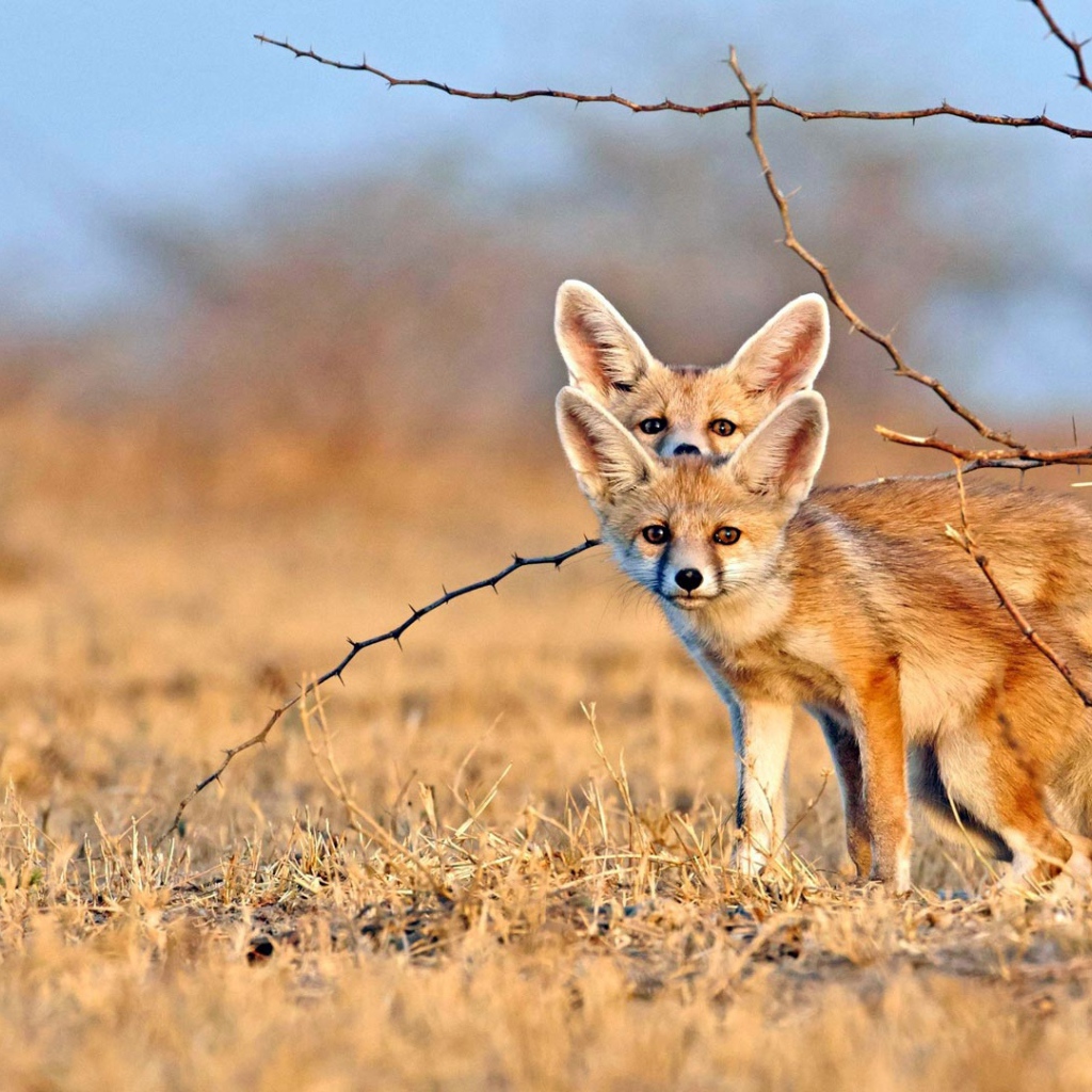 Две лисы фенек на сухой траве 