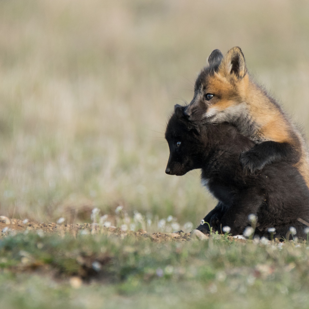 Два маленьких лисенка на траве