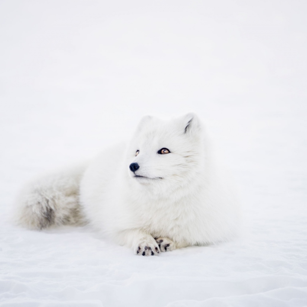 Белый песец лежит на снегу 