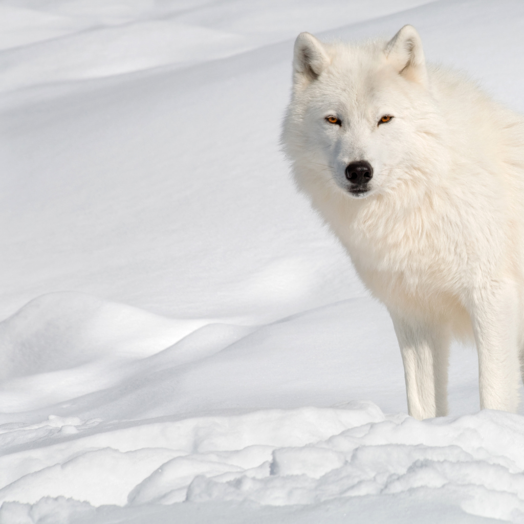 Белый волк стоит на холодном снегу 