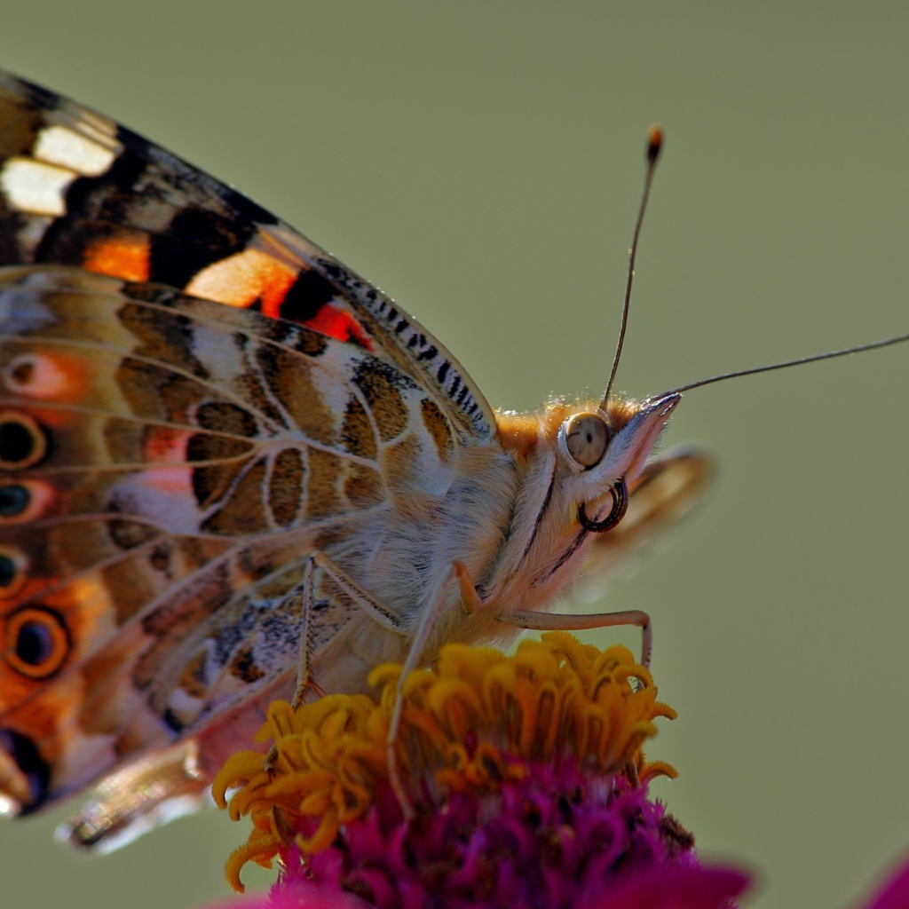 Бабочка сидит на розовом цветке, макросъемка