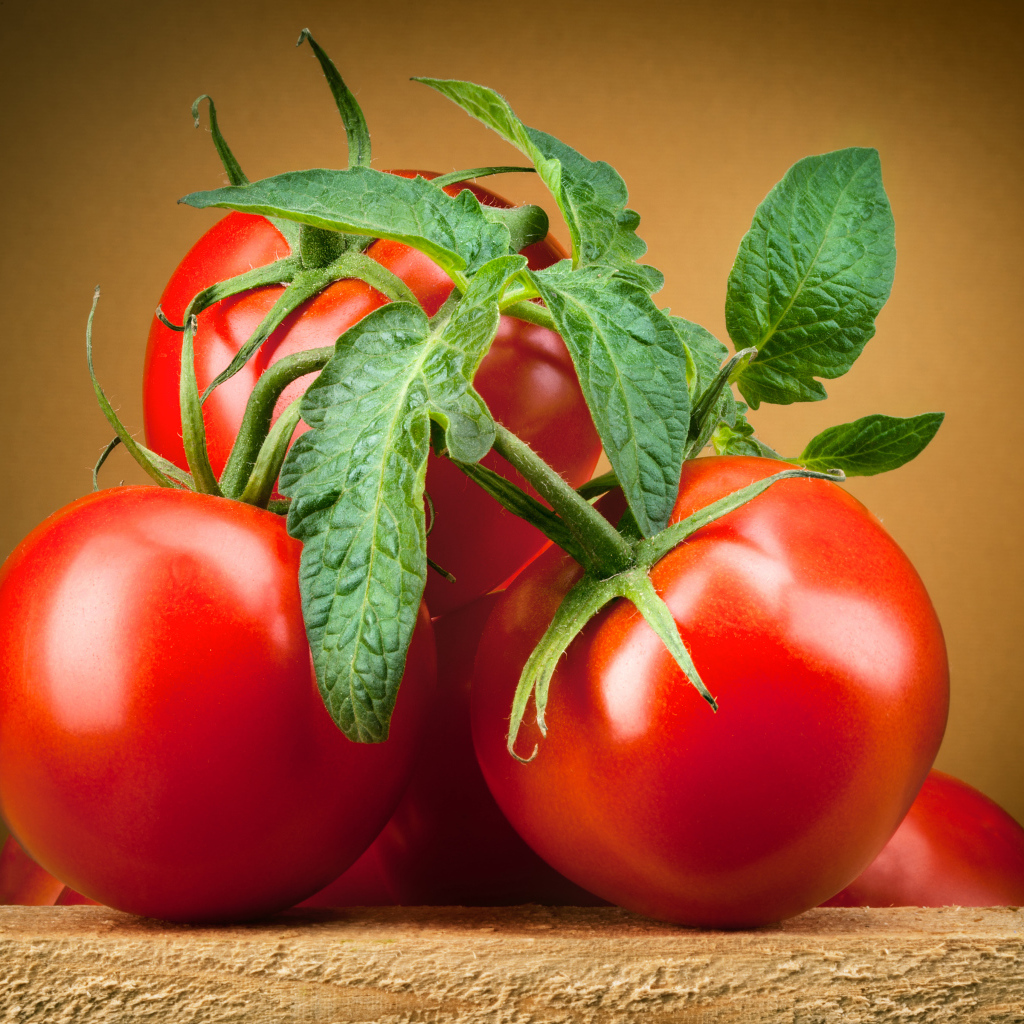 Крупные спелые красные томаты с зелеными листьями 