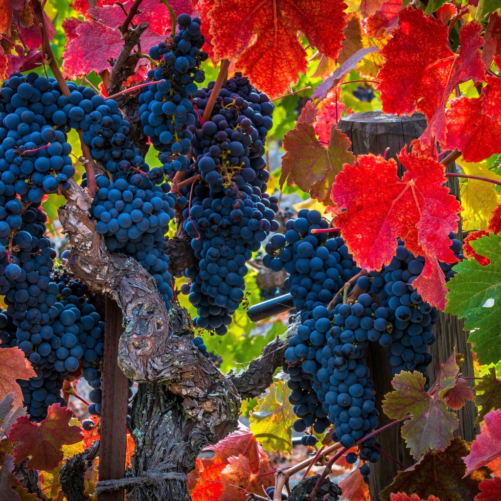 Красивые грозди синего винограда среди красных листьев