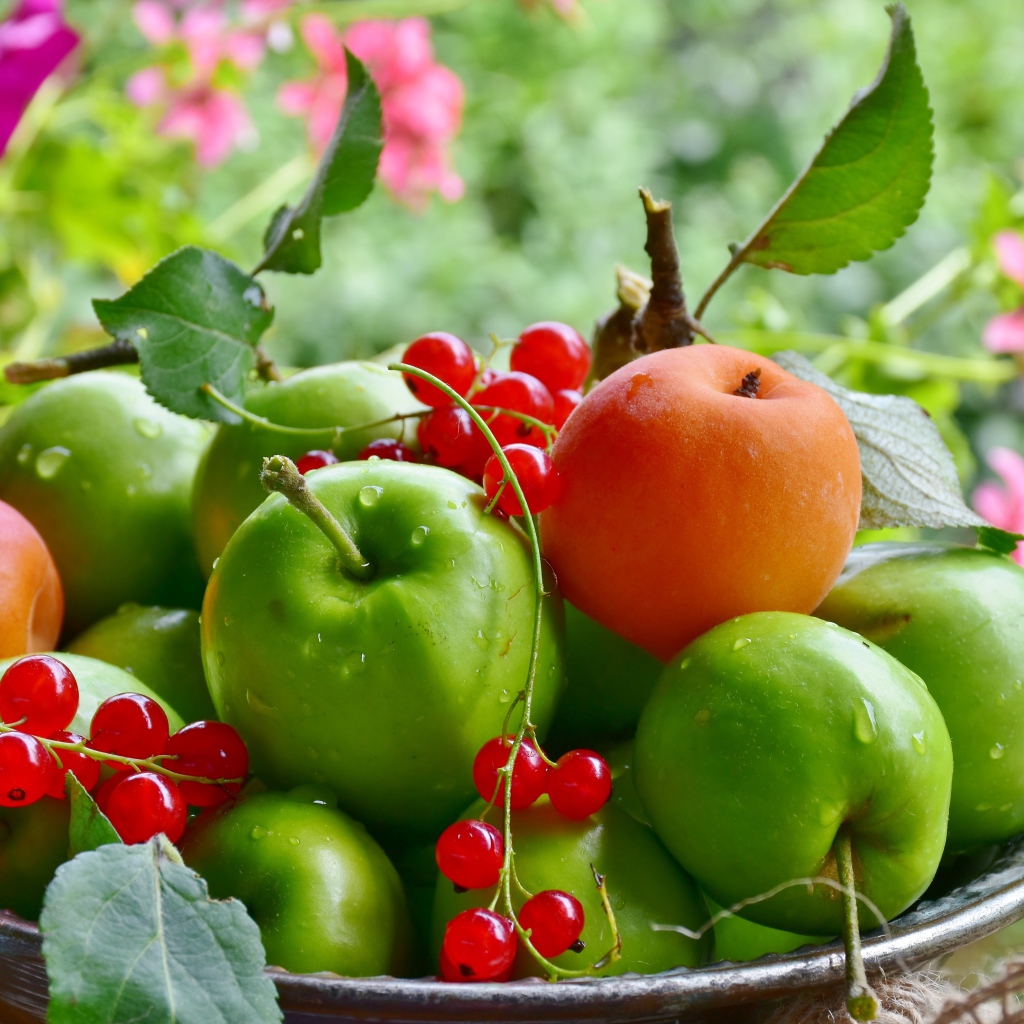 Красивые зеленые яблоки с красной смородиной и абрикосами