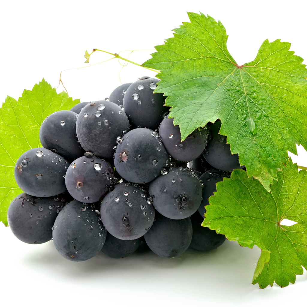 Синий виноград с зелеными листьями на белом фоне