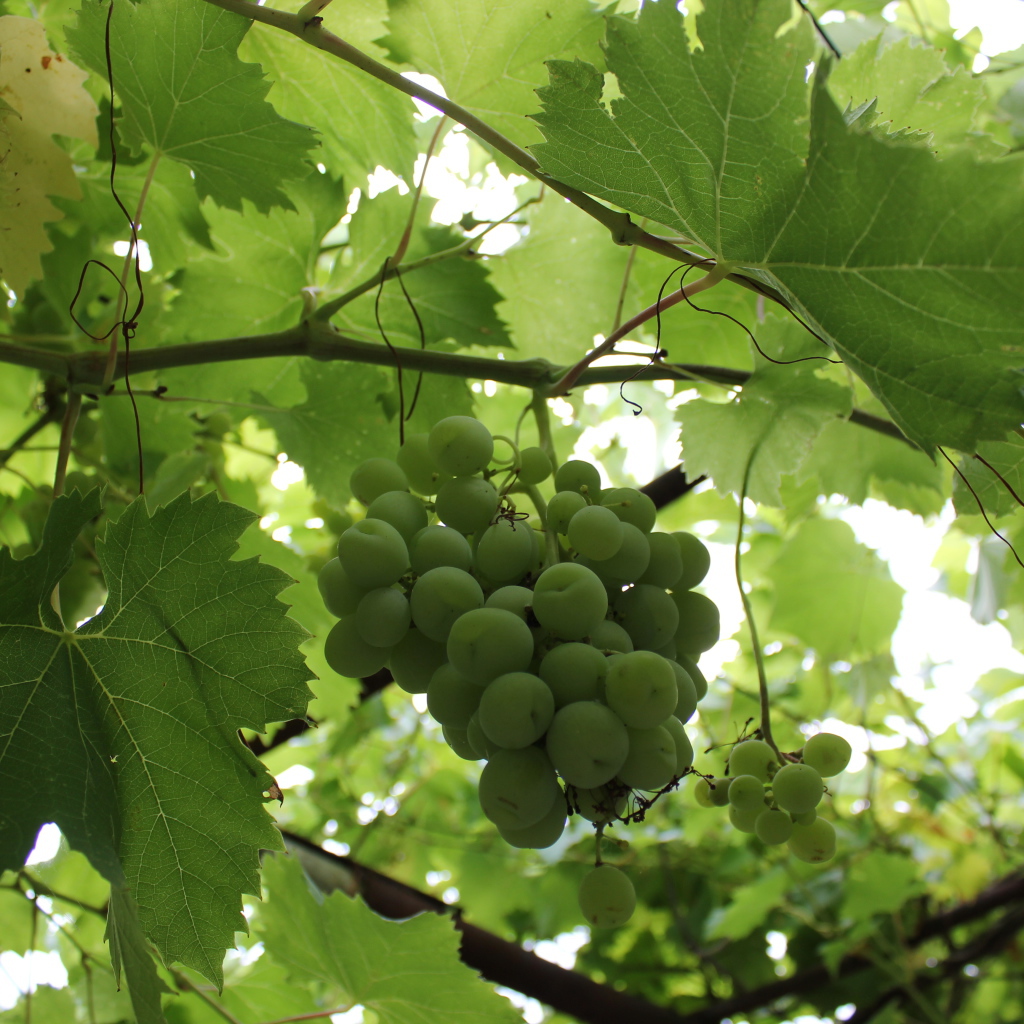 Зеленый виноград на лозе среди листьев
