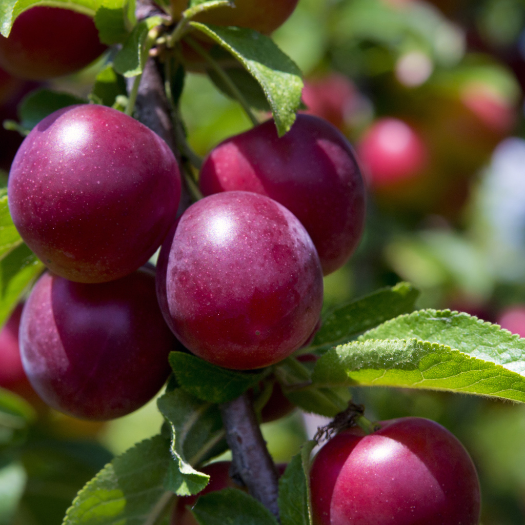 Розовые сливы на ветке крупным планом