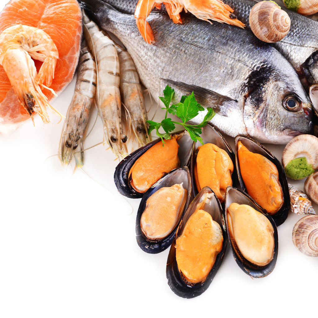Рыба, креветки, улитки и мидии на белом фоне