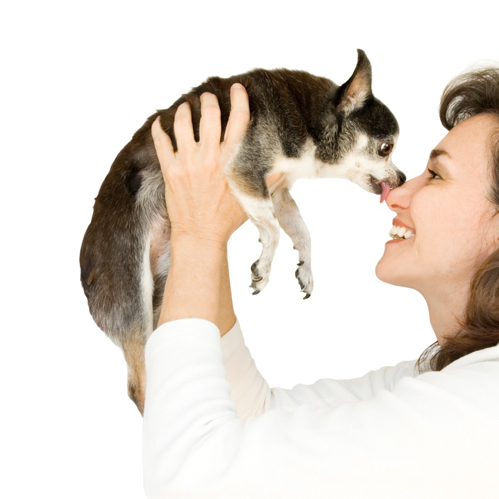 Девушка держит в руках собаку породы чихуахуа