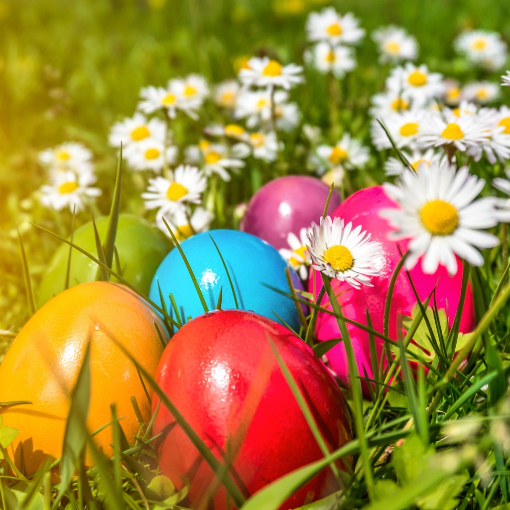 Красивые крашеные пасхальные яйца в зеленой траве с белыми ромашками