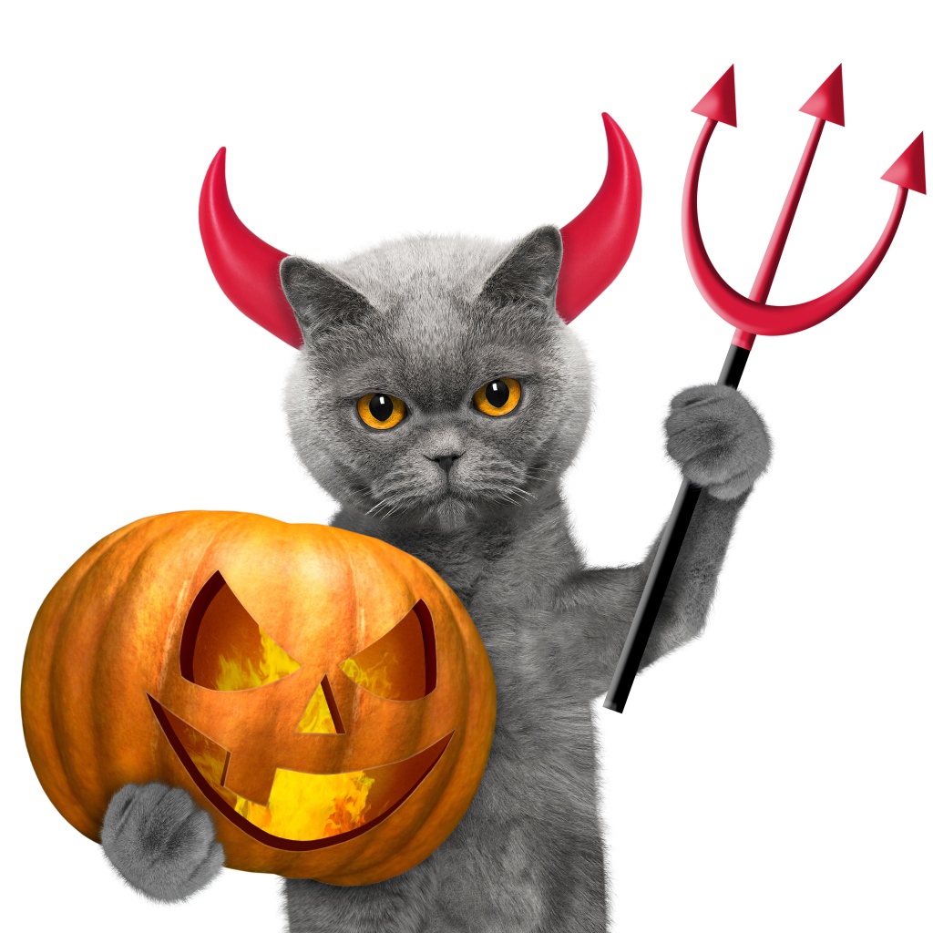 Кот с тыквой на белом фоне в костюме на Хэллоуин