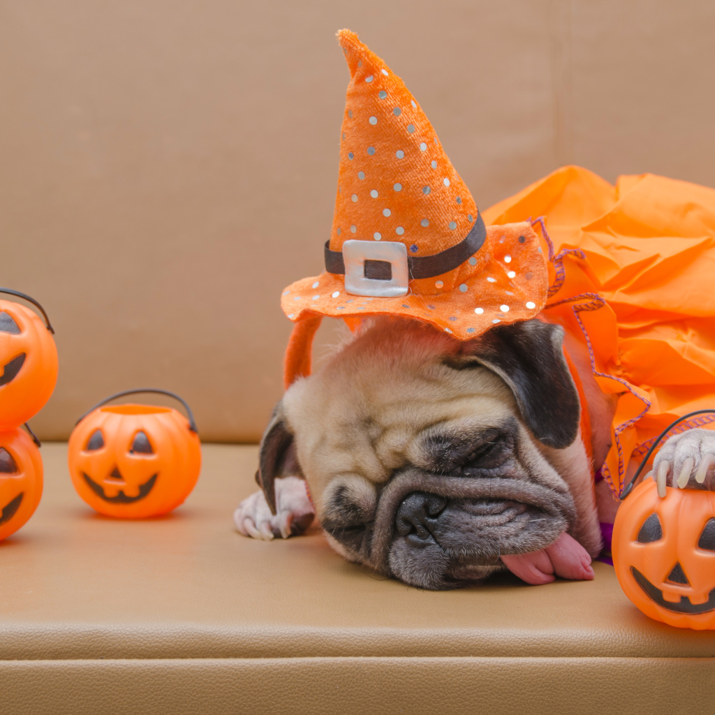 Спящий мопс с высунутым языком на праздник Хэллоуин