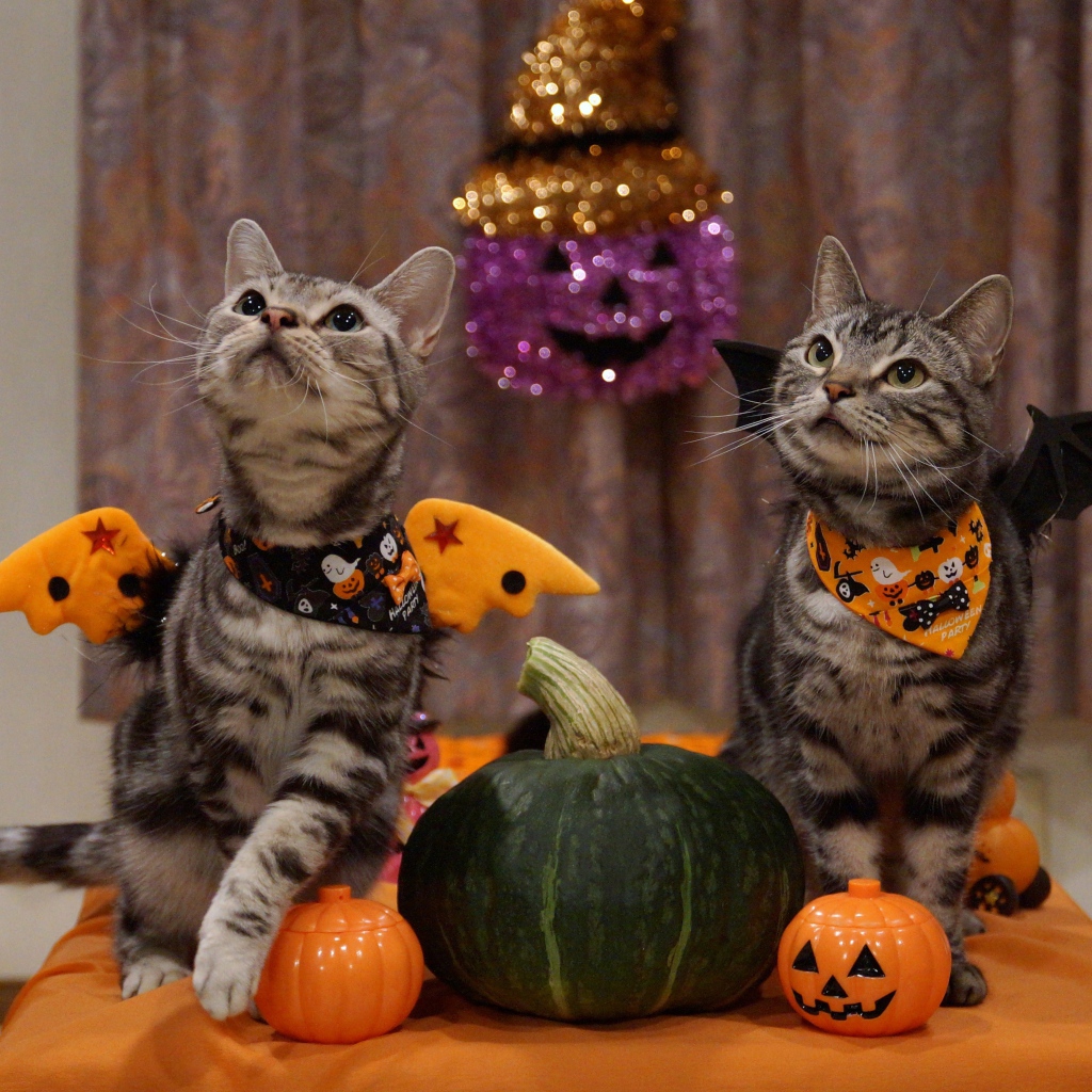 Два серых кота в костюмах на праздник Хэллоуин 